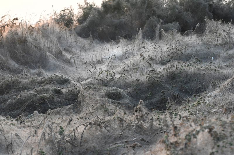&copy; Reuters. FILE PHOTO: Spiderwebs blanket shrubs at the banks of Lake Vistonida