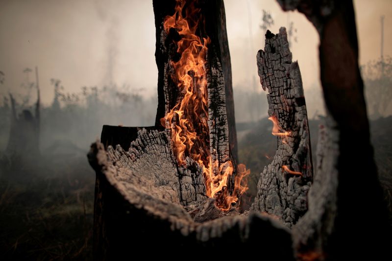 &copy; Reuters. FILE PHOTO: A charred trunk is seen on a tract of the Amazon jungle, that was recently burned by loggers and farmers, in Porto Velho
