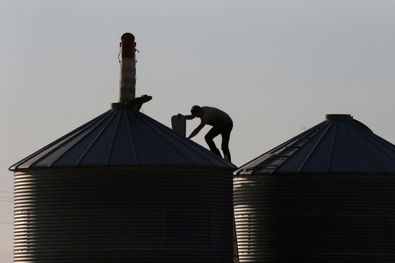 &copy; Reuters. FILE PHOTO: Man checks grain bin on a farm in Manitoba, Canada