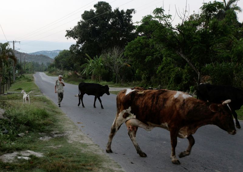 &copy; Reuters. FILE PHOTO: Cuban farmhand Castillo, nicknamed Lilly, takes the cows to a pasture on his neighbour&apos;s dairy farm in Aranguito