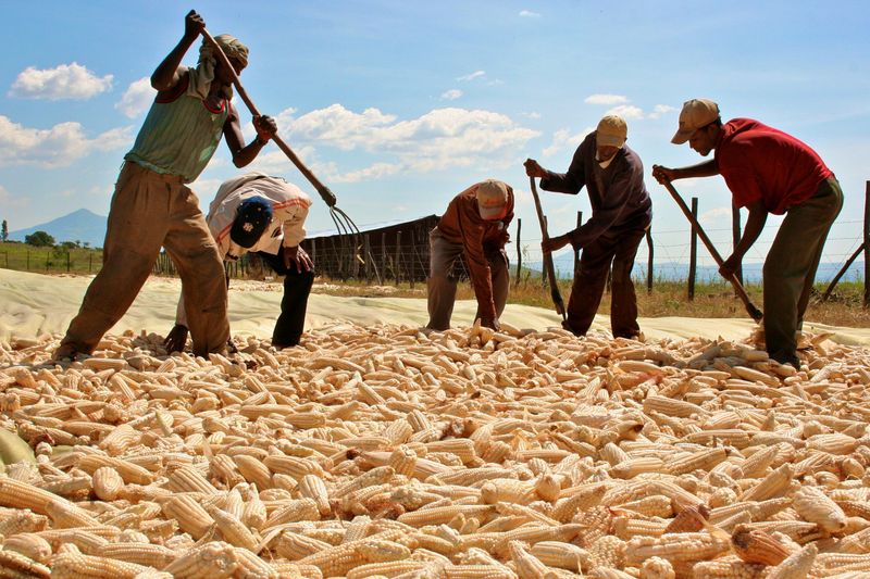 &copy; Reuters. FILE PHOTO: Managers  check the corn harvested by workers at a farm in Bako