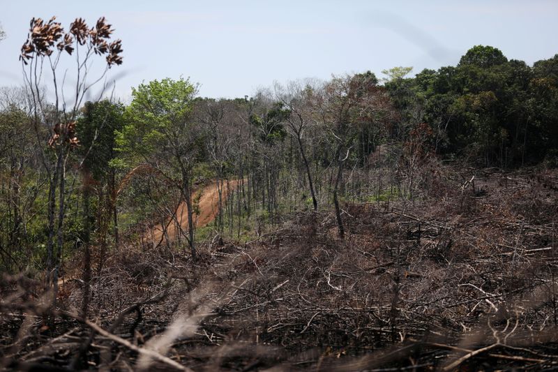 &copy; Reuters. FILE PHOTO: View of a deforested area in the middle of the Yari plains, in Caqueta