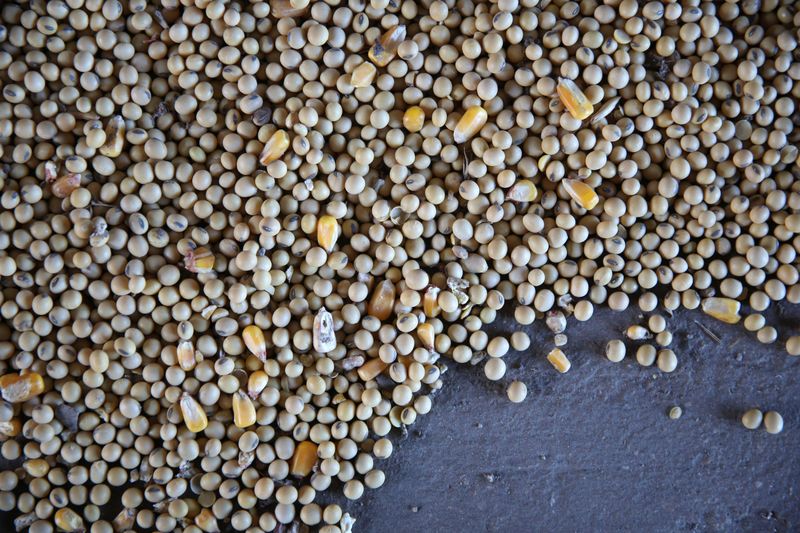 © Reuters. Imagen de archivo de granos de soja y maíz en el piso de un granero mientras se carga un camión con soja en una granja en Buda, Illinois