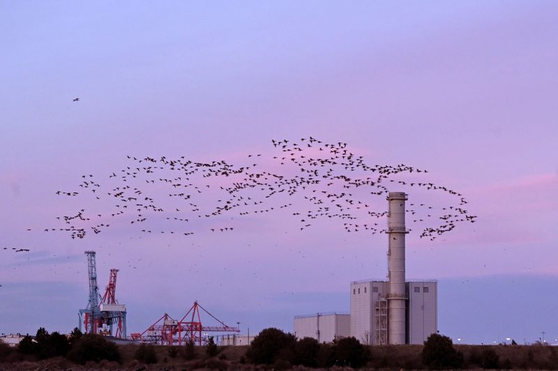 © Reuters. FILE PHOTO: A murmuration of Light-bellied Brent Geese in Dublin