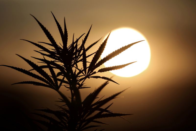 &copy; Reuters. FILE PHOTO: Leaves of a Carmagnola hemp strain plant are silhouetted as the sun sets at a medical cannabis plantation in Trikala