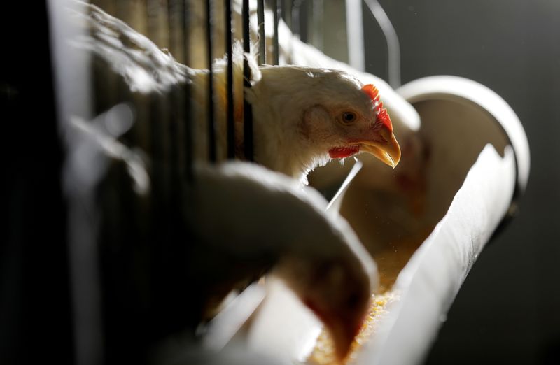 &copy; Reuters. FILE PHOTO: Chickens for sale are seen in cages in a shop in Sao Paulo