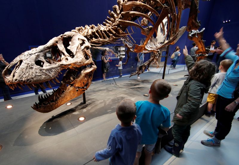 &copy; Reuters. FILE PHOTO: Visitors look at a 67 million year-old skeleton of a Tyrannosaurus Rex dinosaur, named Trix, during the first day of the exhibition &quot;A T-Rex in Paris&quot; at the  French National Museum of Natural History in Paris