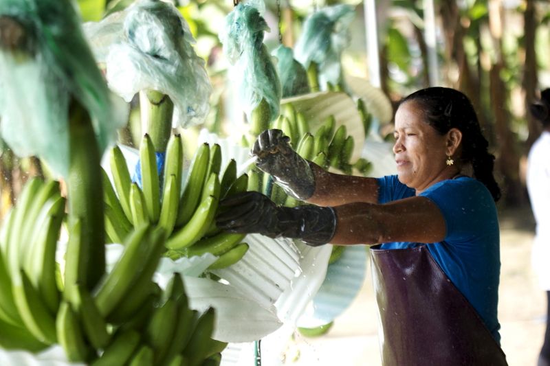 &copy; Reuters. IMAGEN DE ARCHIVO. Una trabajadora lava bananos durante el proceso de empaque en Babahoyo, Ecuador