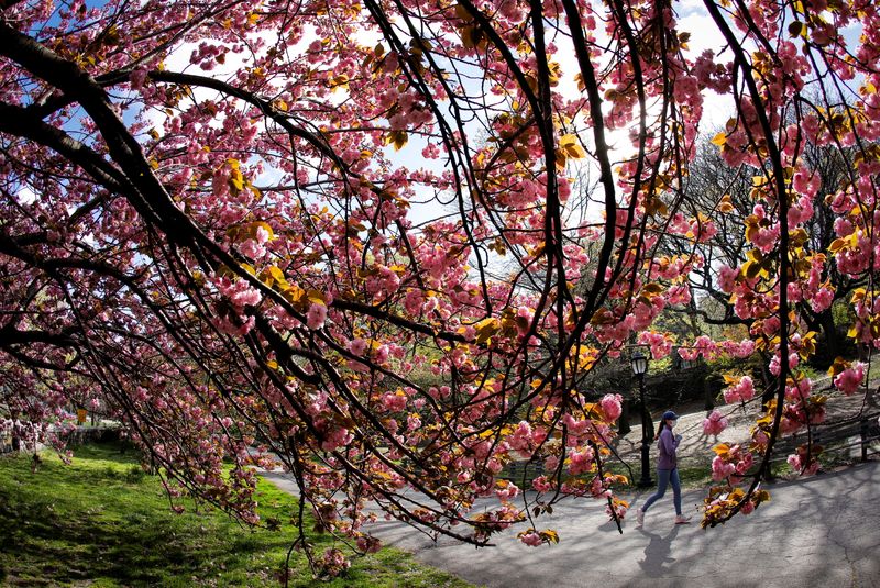 &copy; Reuters. Woman jogs past blooming cherry trees on Earth Day in Riverside Park in New York