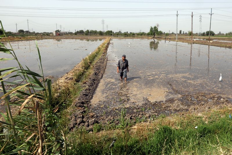 &copy; Reuters. مصر تخصص 1.074 مليون فدان لزراعة الأرز في موسم 2021