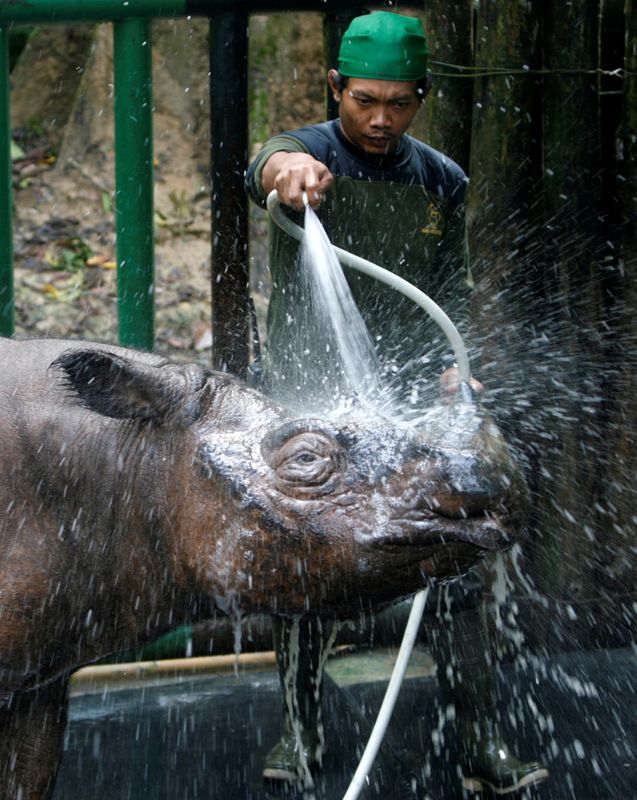 &copy; Reuters. FILE PHOTO: A keeper sprays water to Torgamba, a Sumatran Rhino at the SRS in the Way Kambas National Park