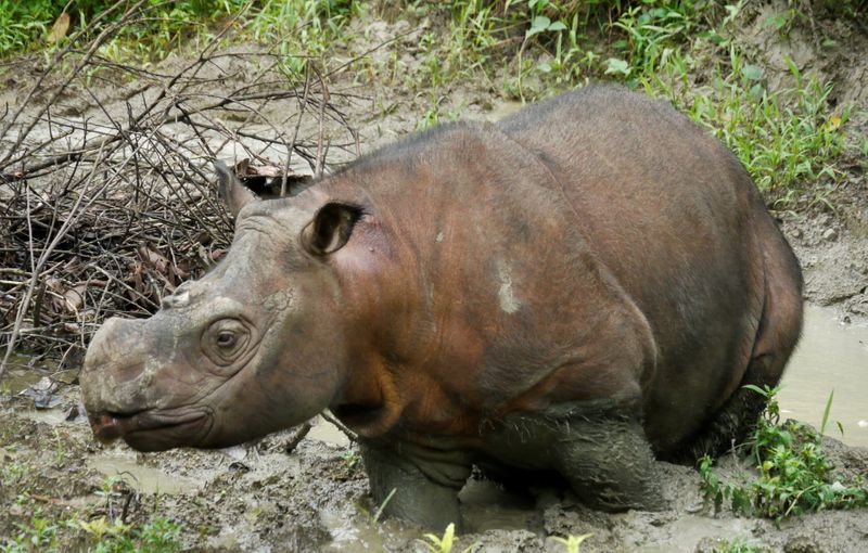 © Reuters. A young male Sumatran rhinoceros named Kertam is seen on the island of Borneo
