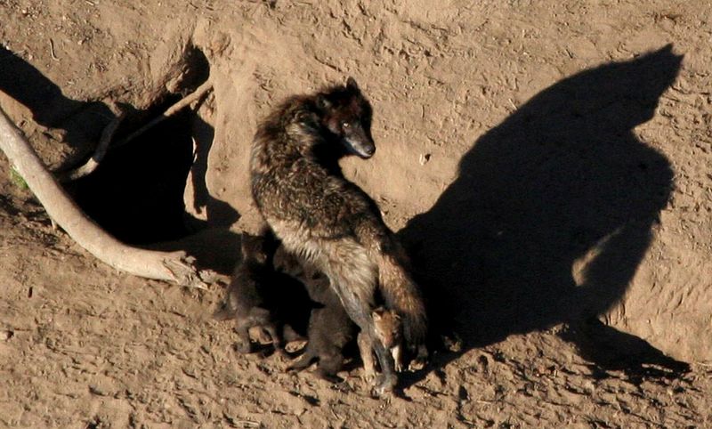 &copy; Reuters. FILE PHOTO: A gray wolf and its nursing pups are pictured in Yellowstone National Park in undated handout photograph