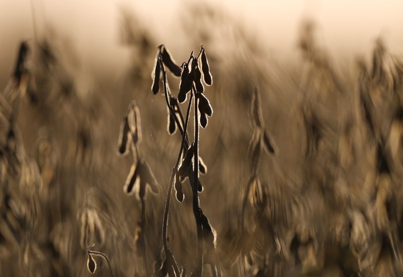 &copy; Reuters. Soy plants are seen in a farm near Pergamino, on the outskirts of Buenos Aires during the spread of the coronavirus disease (COVID-19) in Argentina