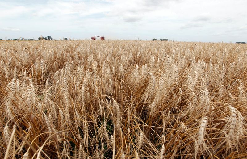 &copy; Reuters. Foto de archivo referencial. Plantación de trigo en un campo de General Belgrano, Buenos Aires. Argentina