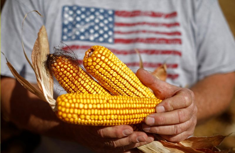 &copy; Reuters. Agricultor com espigas de milho em Minooka, Illinois (EUA) 
24/09/2014
REUTERS/Jim Young