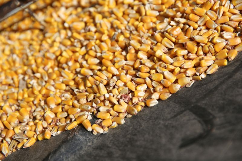 &copy; Reuters. Imagen de archivo referencial de granos de maíz en un contenedor en la base de un tornillo transportador en una granja en Buda, Illinois