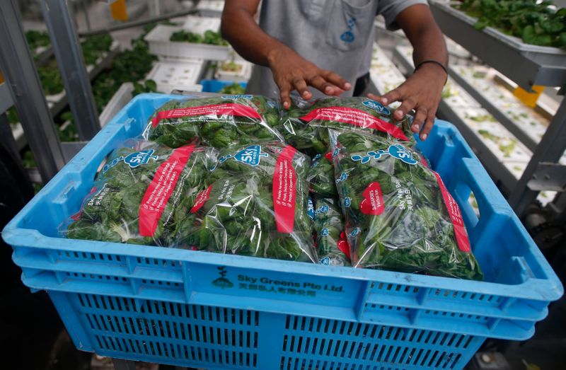 &copy; Reuters. A worker packs fresh produce at Sky Greens vertical farm in Singapore