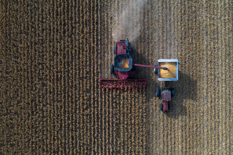 &copy; Reuters. Colheita de milho em Marion, Texas (EUA) 
17/07/2020
REUTERS/Adrees Latif