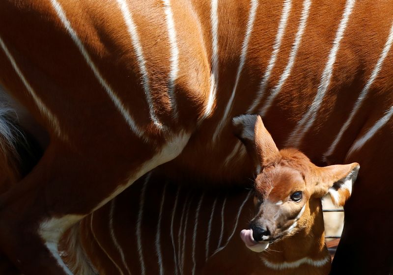 &copy; Reuters. Bebê bongo no zoo de Varsóvia
 6/5/2021 REUTERS/Kacper Pempel