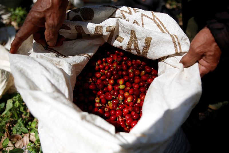 &copy; Reuters. Colheita de café arábica em Pangalengan, Indonésia 
09/05/2018
REUTERS/Darren Whiteside