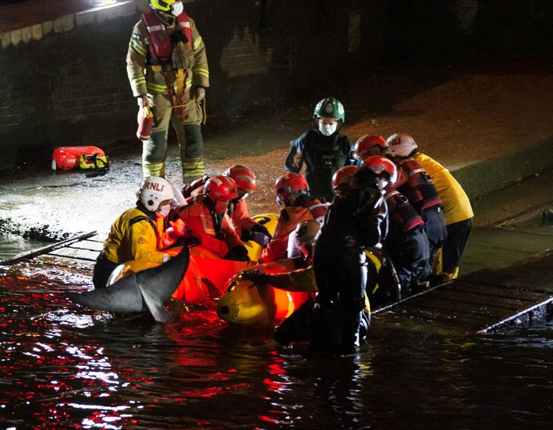 &copy; Reuters. Rescue personnel work to save a small whale stranded in the River Thames in this picture obtained via social media, in London, Britain, May 9, 2021. RICHARD FRANK @RICHARDFRANK/via REUTERS 