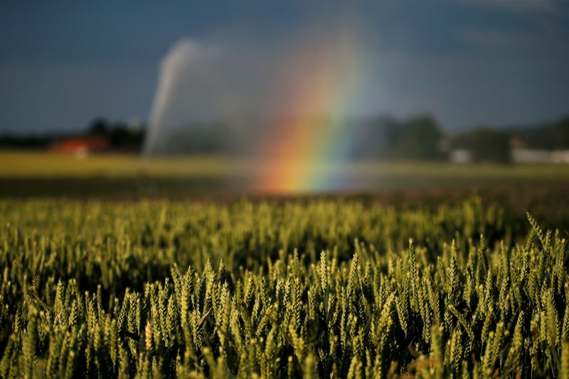 &copy; Reuters. Plantações de trigo em Sailly-lez-Cambrai, na França
REUTERS/Pascal Rossignol/File Photo