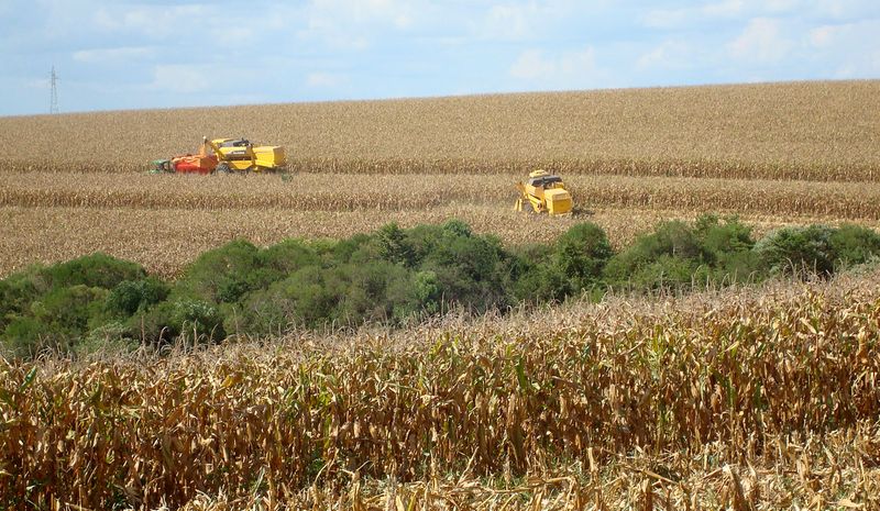 &copy; Reuters. Plantações de milho durante colheita no Brasil
REUTERS/Inae Riveras 