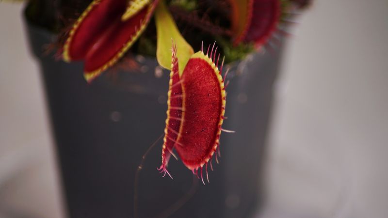 &copy; Reuters. A Venus flytrap is seen rigged with two electrodes during an experiment in a lab at Nanyang Technological University in Singapore