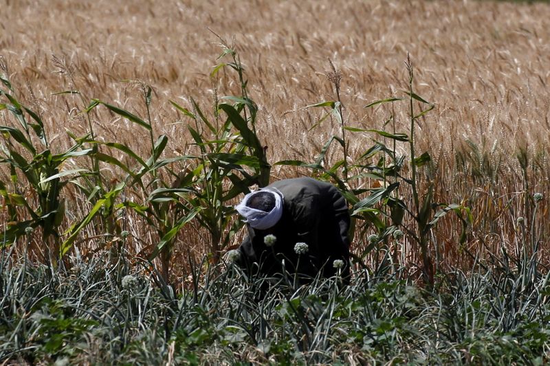 &copy; Reuters. مزارع في حقل للقمح في الأقصر يوم 10 أبريل نيسان 2021. تصوير: عمرو عبد الله دلش-رويترز.
