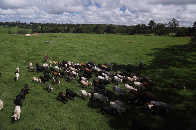 &copy; Reuters. Gado no Pará
 17/3/2020 REUTERS/Pilar Olivares