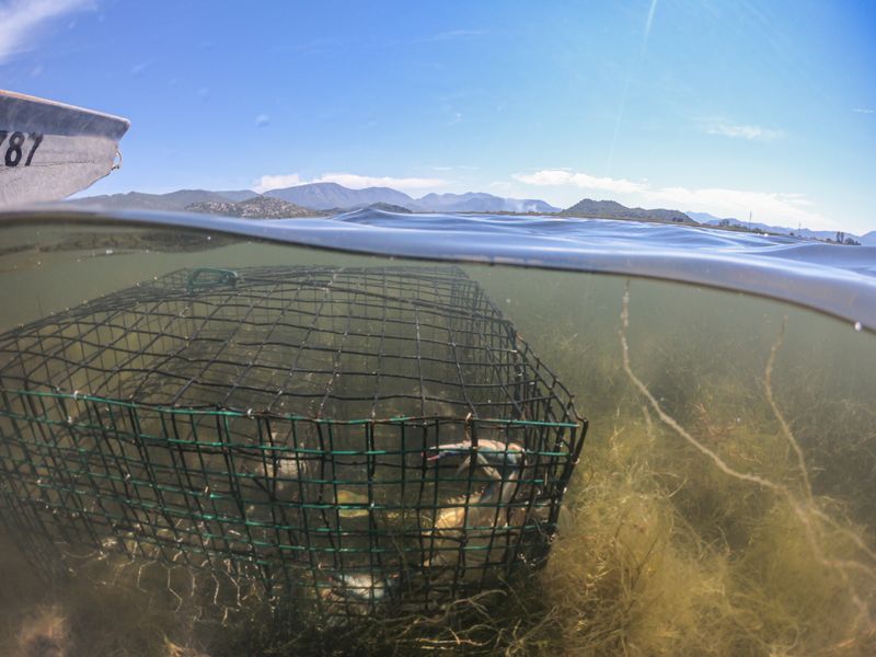&copy; Reuters. Caught blue crabs are seen in trap in Adriatic sea near Ploce