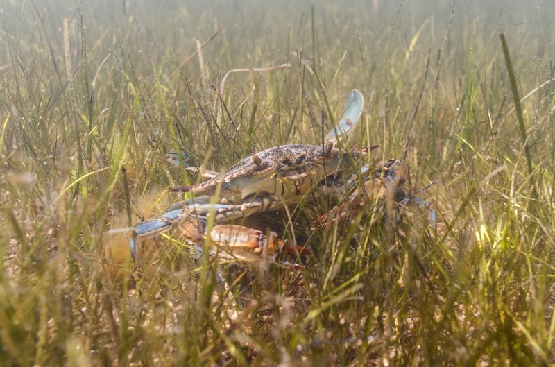 © Reuters. Blue crab is seen in Adriatic Sea near Ploce