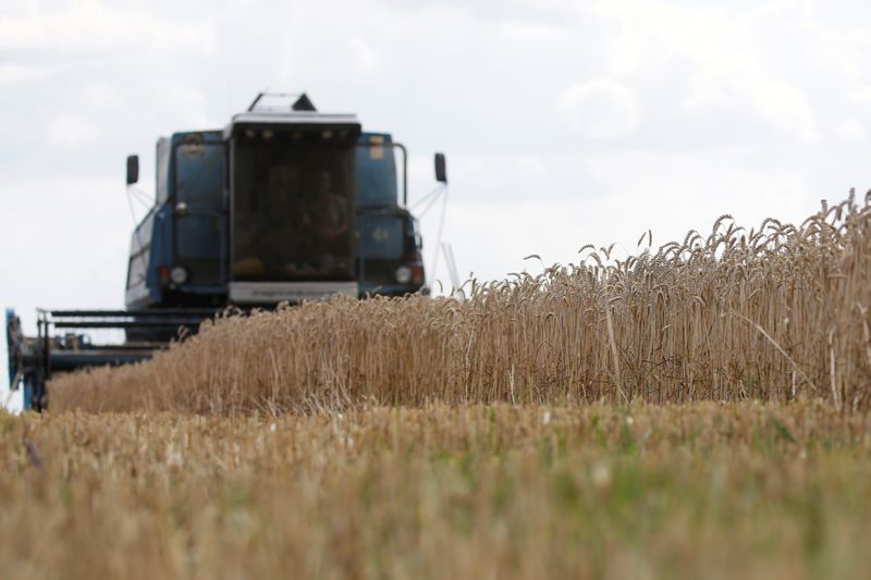 &copy; Reuters. IMAGEN DE ARCHIVO. Una cosechadora recolecta trigo en un campo cerca del pueblo cerca de Hrebeni, en la región de Kiev