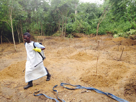 © Reuters. A volunteer walks at a cemetery near the Mediciens Sans Frontieres treatment centre in Kailahun