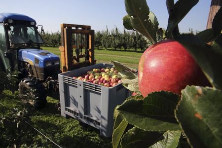 © Reuters. DES AIDES AUX PRODUCTEURS DE FRUITS ET LÉGUMES CONFIRMÉES 