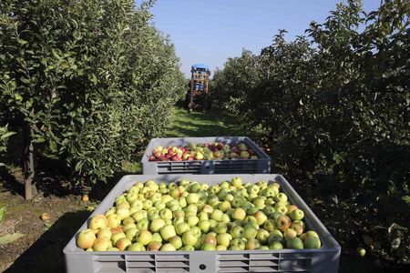 © Reuters. A French farmer drives his tractor as he harvests apples in a 8 hectare apple orchard at the Verger d'Epinoy near Cambrai, northern France