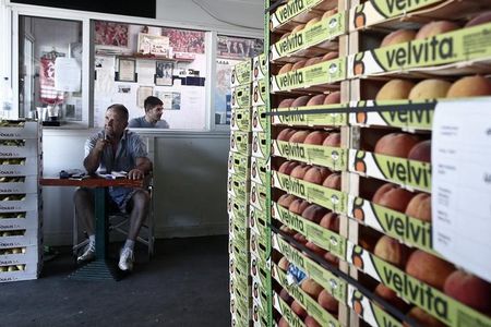 © Reuters. An employee sits next to crates of peaches at the central vegetable market in Athens