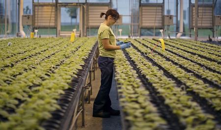 © Reuters. A worker inspects the Nicotiana benthamiana plants at Medicago greenhouse in Quebec City