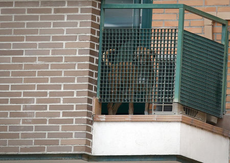 © Reuters. Excalibur, the dog of the Spanish nurse who contracted Ebola, stands on her apartment's balcony in Alcorcon, outside Madrid