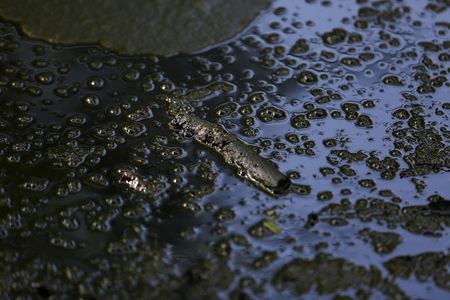 © Reuters. Ветка плавает в луже нефти на месте станка-качалки в лесу близ Мерквиллер-Пешельброна