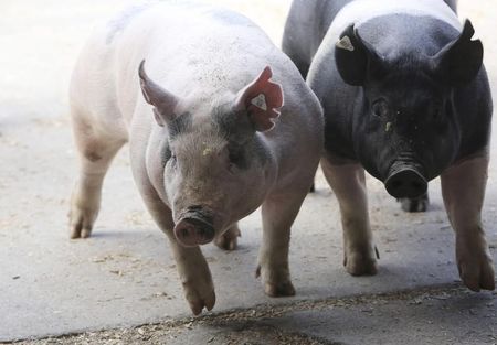 © Reuters. Pigs enter a barn at the 2014 World Pork Expo in Des Moines