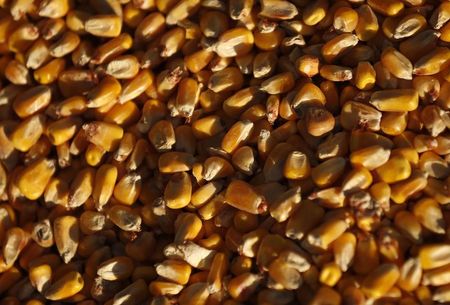 © Reuters. File photo of corn kernels emptied from a grain bin at DeLong Company in Minooka