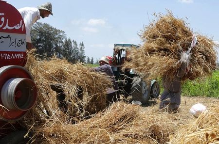 © Reuters. مصر تشتري 180 ألف طن من القمح في مناقصة