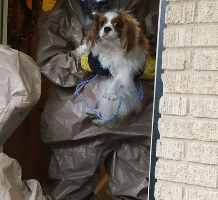 © Reuters. El perro de la enfermera con ébola de Texas da negativo  