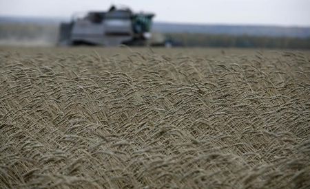 © Reuters. تجار: العراق يطرح مناقصة لشراء 50 ألف طن على الأقل من القمح