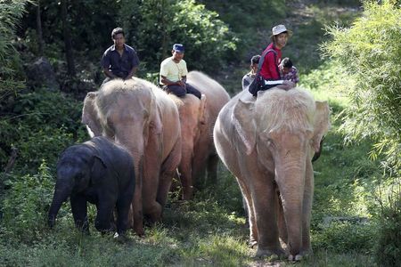 © Reuters. Keepers ride on white elephants as they walk through dense vegetation in an enclosure near Uppatasanti Pagoda in Naypyitaw