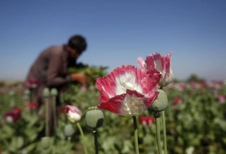 © Reuters. Afagão trabalha em plantação de papoula na província de Jalalabad