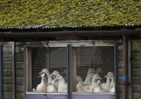 © Reuters. Patos em Nafferton, norte da Inglaterra