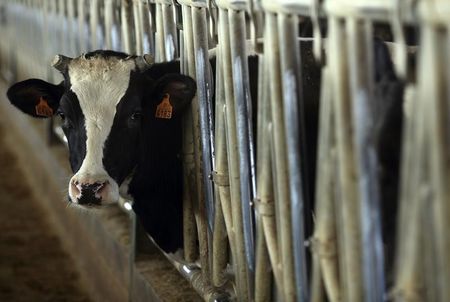 © Reuters. UE ayudará a productores bálticos de leche; los españoles reclaman ayuda